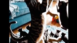 This Cat’s Reaction Is Priceless ????????