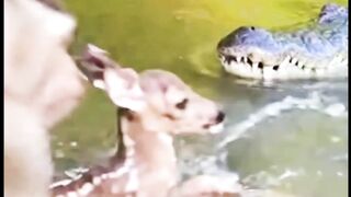 Brave Monkey save baby deer ❤️