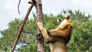 Monkey attack the lion ????????