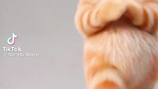 Dancing cat ????