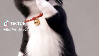 Dancing cat 3 2