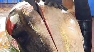 Giant Bluefin Tuna Cutting