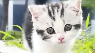 This Cat is Cooler Than All of Us! ????????
