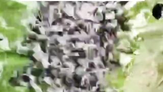 Cara GANTI pakan dari CACING SUTERA ke pakan PELET untuk larva lele