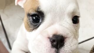 Instant mood booster: puppy edition!