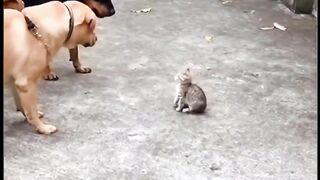 Cat and dog attack ???????? funny video