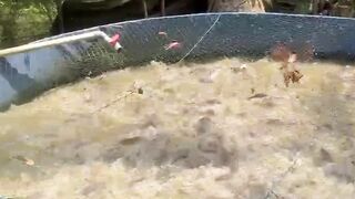 Ikan lele pasti cepat BESAR apabila CARA budidaya nya LOGIS