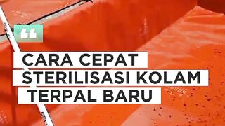 Cara CEPAT sterilisasi kolam terpal BARU