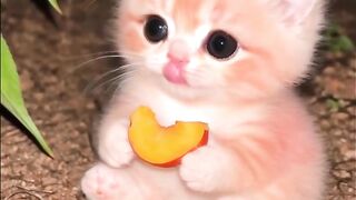 Peach Kitty