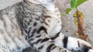 Too cute to scroll past! ???? Watch this adorable cat steal the spotlight with every tiny move. A must-watch for every cat lover on Febspot! ????????