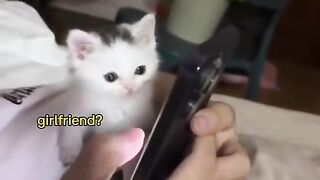 Cute Kitty ????????