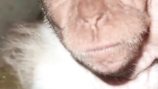 Monyet 5