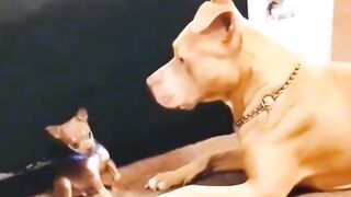 Funny video ???? 106