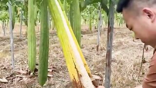 Ternyata asal Buah Oyong atau gambas bermanfaat