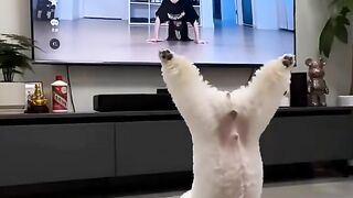 The smart little dog