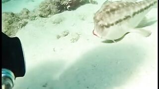 Do you know this fish name ????????