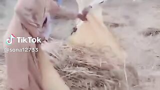 Villagers boys is working