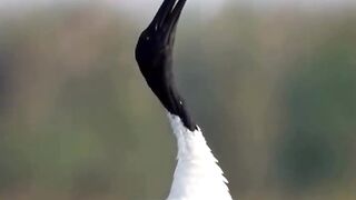 The tossing #wild #wildlifephotography #reels #bird #viral