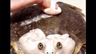 Funny videos 960