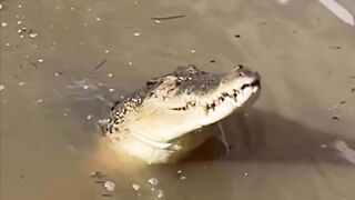 Crocodile Can Fly ????