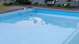 Funny videos 962