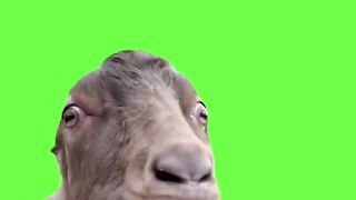 The goat speaking