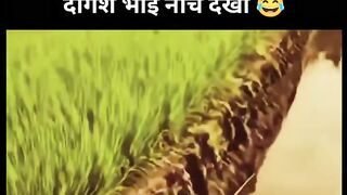 Funny videos 966