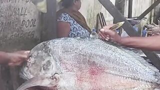 Fish cutting 3