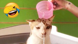 New Funny Videos 2023  Cutest Cats and Dogs