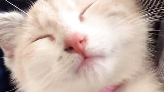 Imagination vs Reality funny cat #cat #funnycat #funnyvideo