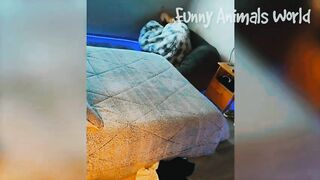 Funny video, pets funny video,cats funny video
