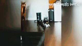 Funny video, pets funny video,cats funny video