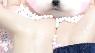 Tik Tok Chó Phốc Sóc Mini ???? Funny and Cute Pomeranian63#cuteanimals