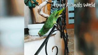 Funny video, pets funny video,cats funny video