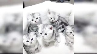 Beautiful cat