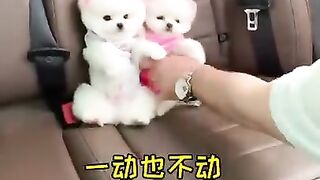 Phốc Sốc Mini Dễ Thương #224 ???????????????? Pomeranian