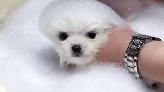Phốc Sốc Mini Dễ Thương #385???????????????? Pomeranian