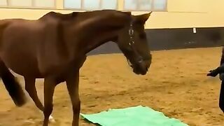 OMG???? funny horses compilation, horses training, pony, horses running, horse, pferd, # shorts