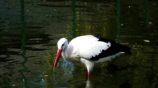 White stirk goose bird feeling better|4k view|subscribe please