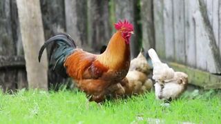 Birds|poultry|hen and rooster grazing|subscribe please.