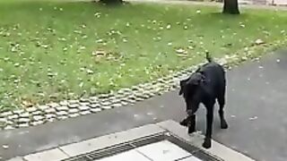 Funniest Videos 2023 ???? Cute Cats and Funny Dogs ???????? #22.