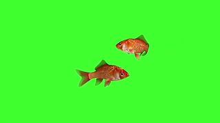 Fish_swimming