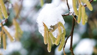 Winter season|snowfall|tree cover with snow|mesmerizing nature