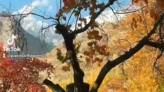 Trees Lovers