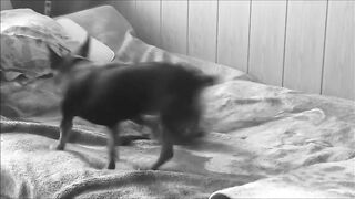Funny_Cat_vs_Dog_