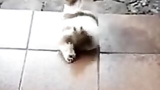 New Funny Videos 2022 ???? Cutest Cats and Dogs ????????