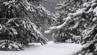 Mesmerizing nature|night view|mountain tree snow fall|. watch vedio subscribe please
