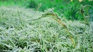 Natural video tiktok trending febspot #abaidabd17