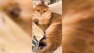 Funny TikToks that made my Monday better!