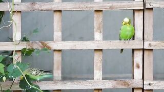The Beautiful Parrot || So Quite